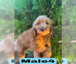 Small #31 Goldendoodle (Miniature)