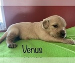 Small Photo #6 Golden Retriever Puppy For Sale in DEARBORN, MO, USA