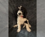 Puppy Puppy 2 Goldendoodle-Poodle (Standard) Mix