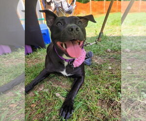 Pru (special needs) - Female Staffordshire Bull Terrier-Unknown Mix Dog for Adoption - Photo #8