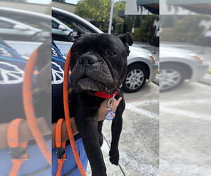 American Staffordshire Terrier Dogs for adoption in Fort Lauderdale, FL, USA