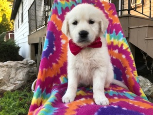 Golden Retriever Puppy for sale in EPHRATA, PA, USA