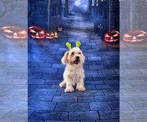 Shih Tzu Dogs for adoption in Valrico, FL, USA