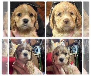 Cocker Spaniel Puppy for sale in GLIDDEN, WI, USA