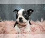 Small Photo #7 Boston Terrier Puppy For Sale in HARLAN, IN, USA