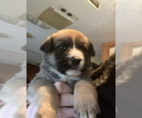 Medium Photo #4 Retriever -Unknown Mix Puppy For Sale in Aurora, IN, USA