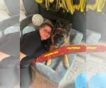 Small Photo #199 German Shepherd Dog Puppy For Sale in LA FAYETTE, NY, USA