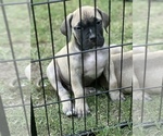 Small Photo #13 Boerboel Puppy For Sale in STOCKTON, CA, USA