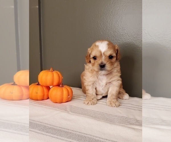 Medium Photo #1 Cavapoo Puppy For Sale in POWHATAN, VA, USA