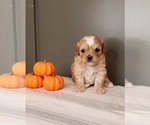 Small Photo #1 Cavapoo Puppy For Sale in POWHATAN, VA, USA