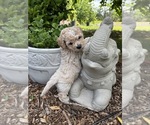 Small #9 Bichpoo