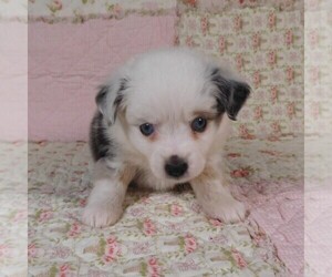 Medium Miniature Australian Shepherd