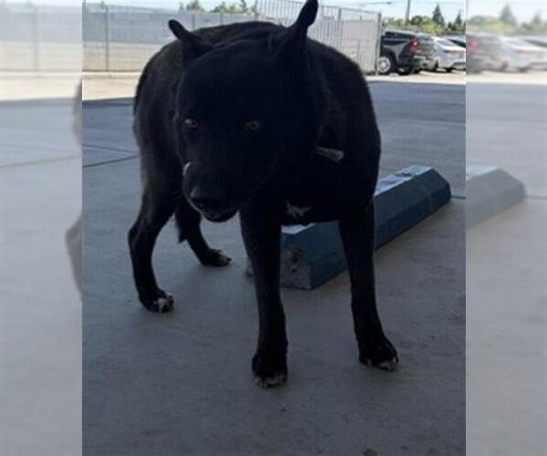 Medium Photo #1 Labrador Retriever Puppy For Sale in Bakersfield, CA, USA