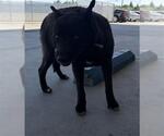 Small Labrador Retriever