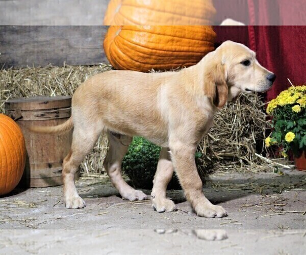 Medium Photo #9 Golden Irish Puppy For Sale in JONES, MI, USA