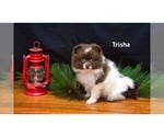 Small Photo #2 Pomeranian Puppy For Sale in CLARE, MI, USA