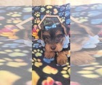 Small Photo #43 Yorkshire Terrier Puppy For Sale in AKRON, OH, USA