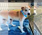 Small Beagle Mix