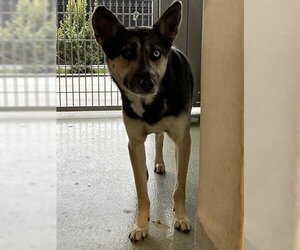 Australian Kelpie-Siberian Husky Mix Dogs for adoption in San Martin, CA, USA