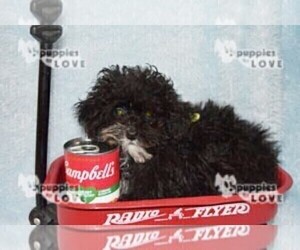 Poodle (Toy) Puppy for sale in SANGER, TX, USA