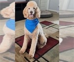 Small Photo #1 Goldendoodle Puppy For Sale in PHOENIX, AZ, USA