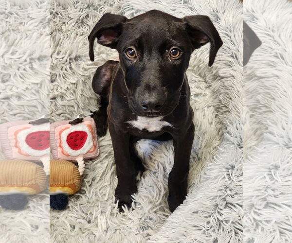 Medium Photo #1 Mutt Puppy For Sale in Hilton Head, SC, USA