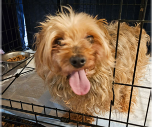 Mutt Dogs for adoption in Cranston, RI, USA