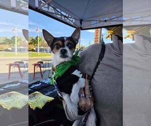Newt - Male Chihuahua-Unknown Mix Dog for Adoption - Photo #2