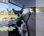 Small Photo #2 Chihuahua-Unknown Mix Puppy For Sale in Catasauqua, PA, USA