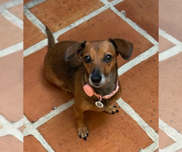 Medium Photo #7 Dachshund Puppy For Sale in Weston, FL, USA