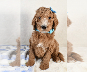 Poodle (Standard) Puppy for sale in LOWELL, MA, USA
