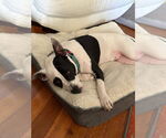 Small #12 American Pit Bull Terrier