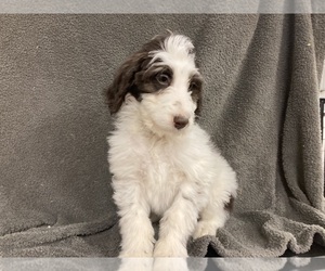 English Setterdoodle Puppy for sale in CHETEK, WI, USA