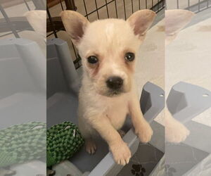 Chihuahua-Unknown Mix Dogs for adoption in Plainfield, IL, USA