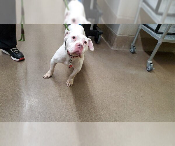 Medium Photo #1 American Pit Bull Terrier-Unknown Mix Puppy For Sale in Aurora, IL, USA