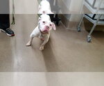 Small American Pit Bull Terrier Mix