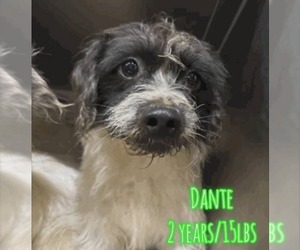 Mutt Dogs for adoption in Woodbury, NY, USA