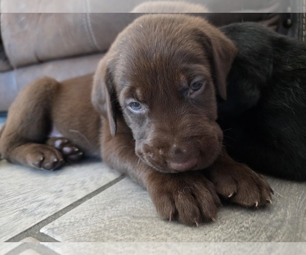 Medium Photo #1 Labrador Retriever Puppy For Sale in SHELBYVILLE, IN, USA