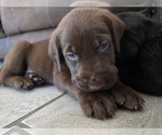Puppy Theo Labrador Retriever
