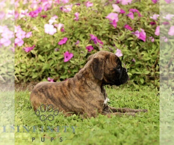 Medium Photo #4 Boxer Puppy For Sale in GORDONVILLE, PA, USA