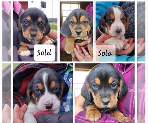 Beagle Puppy for Sale in COLUMBIANA, Ohio USA