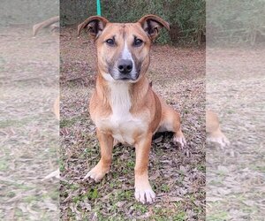 Mutt Dogs for adoption in Wetumpka, AL, USA