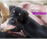 Small Rottweiler Mix