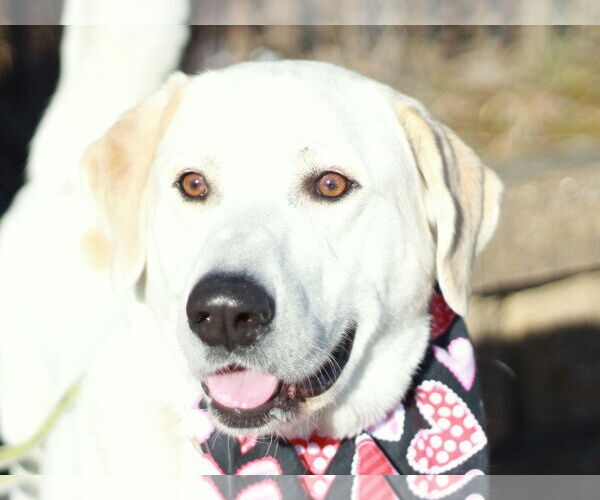 Medium Photo #1 Labrenees Puppy For Sale in Cookeville, TN, USA