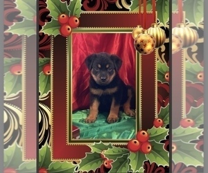 Rottweiler Puppy for sale in REMER, MN, USA