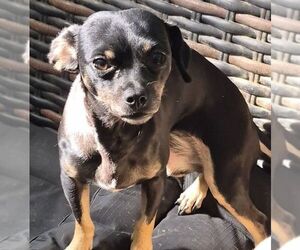 Chihuahua Dogs for adoption in Carrollton, TX, USA