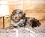 Small #2 Poodle (Miniature)
