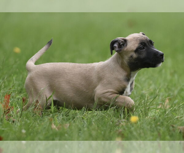Medium Photo #6 Boxer-Unknown Mix Puppy For Sale in Mechanicsburg, PA, USA