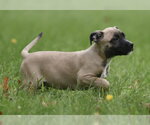 Small #5 Boxer Mix
