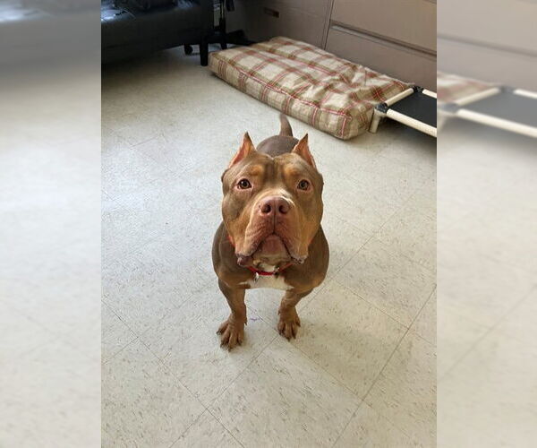 Medium Photo #1 Mutt Puppy For Sale in Boston, MA, USA